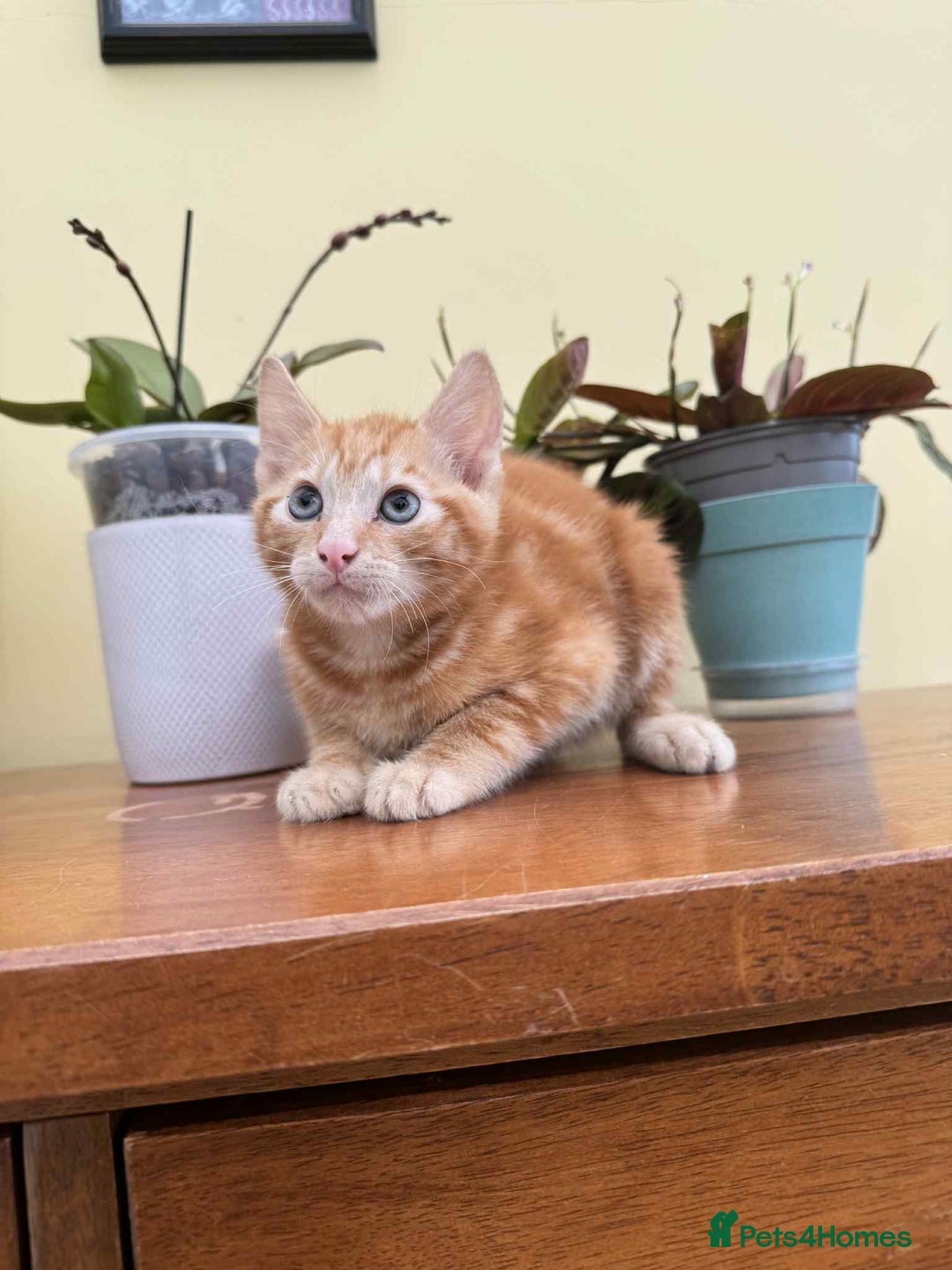Maine Coon cats for sale: Maine coon cross kittens  - Image 18
