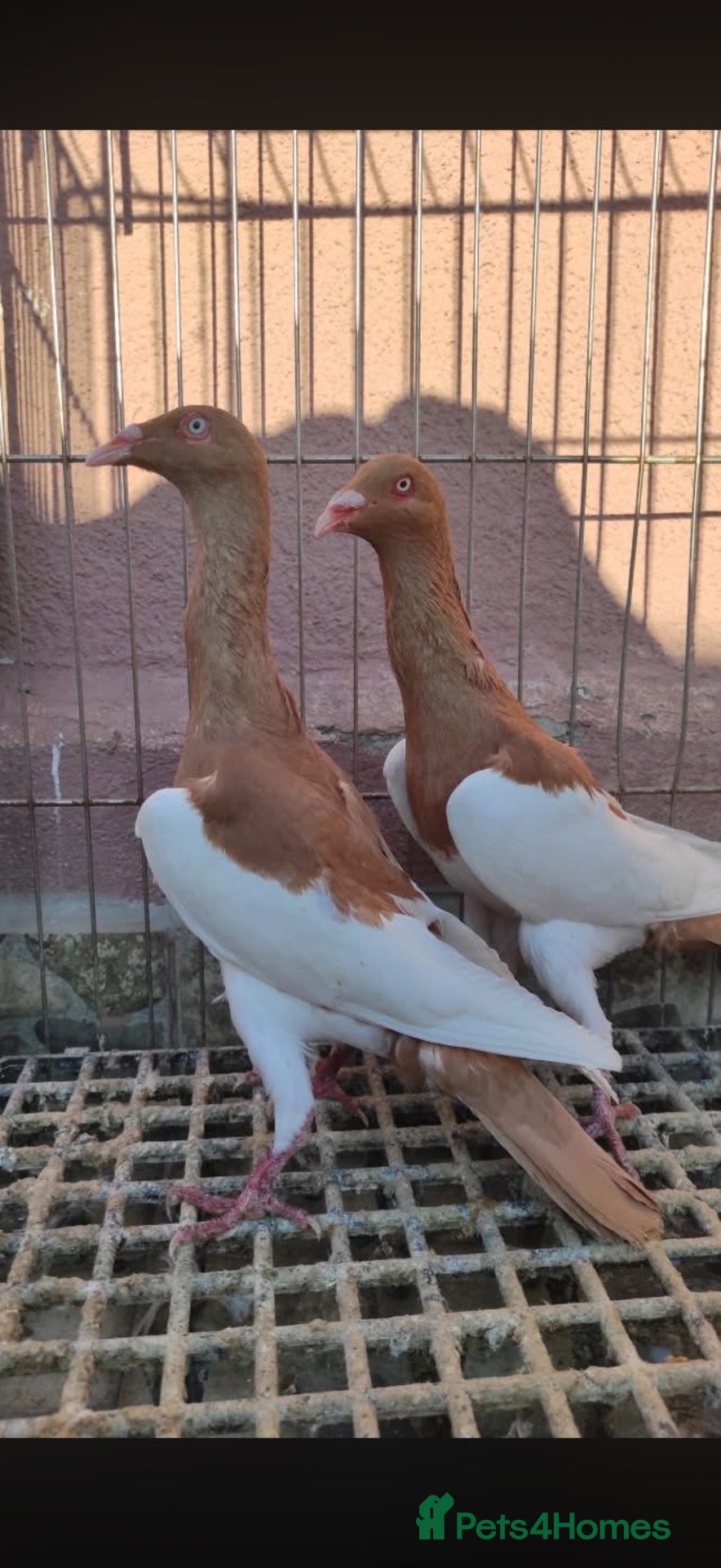 Pigeons birds for sale: Beautiful Quality Pigeons Healthy & Well Cared For - Advert 1