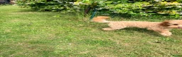 Toy Poodle dogs for sale: 1 boy available healthtested beautiful toy poodle  - Advert 15