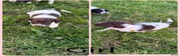 English Springer Spaniel dogs for sale: KC Registered English Springer Spaniel Pups - Advert 38