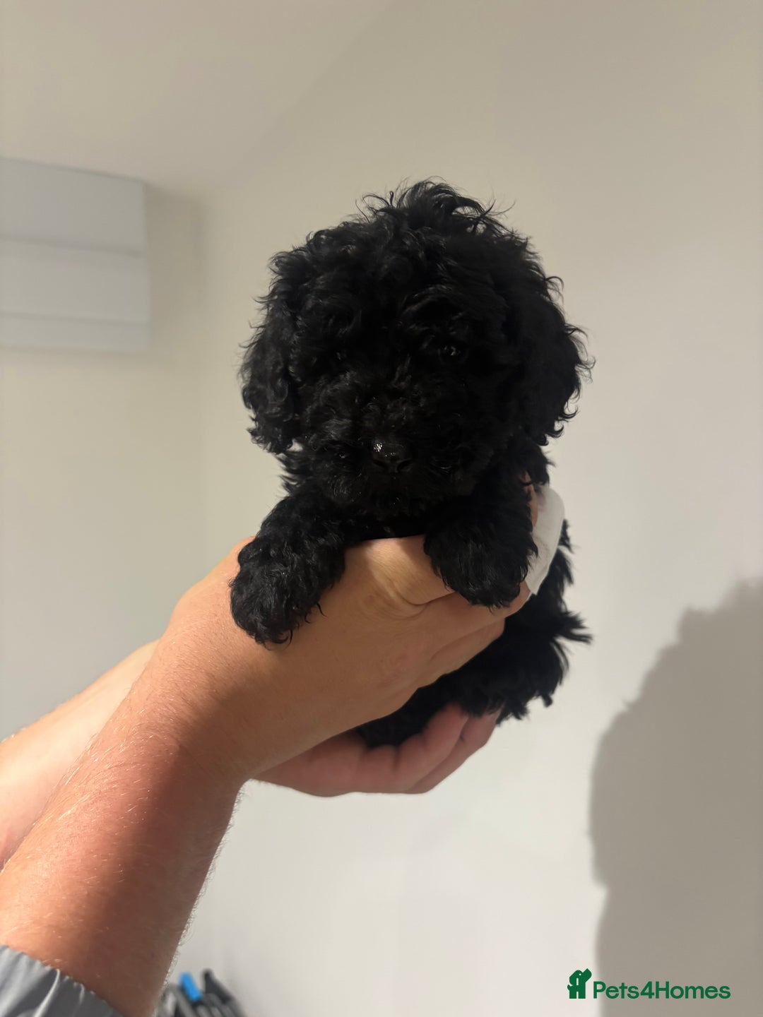 Cockapoo dogs for sale: Black cockapoo puppies  - Image 6