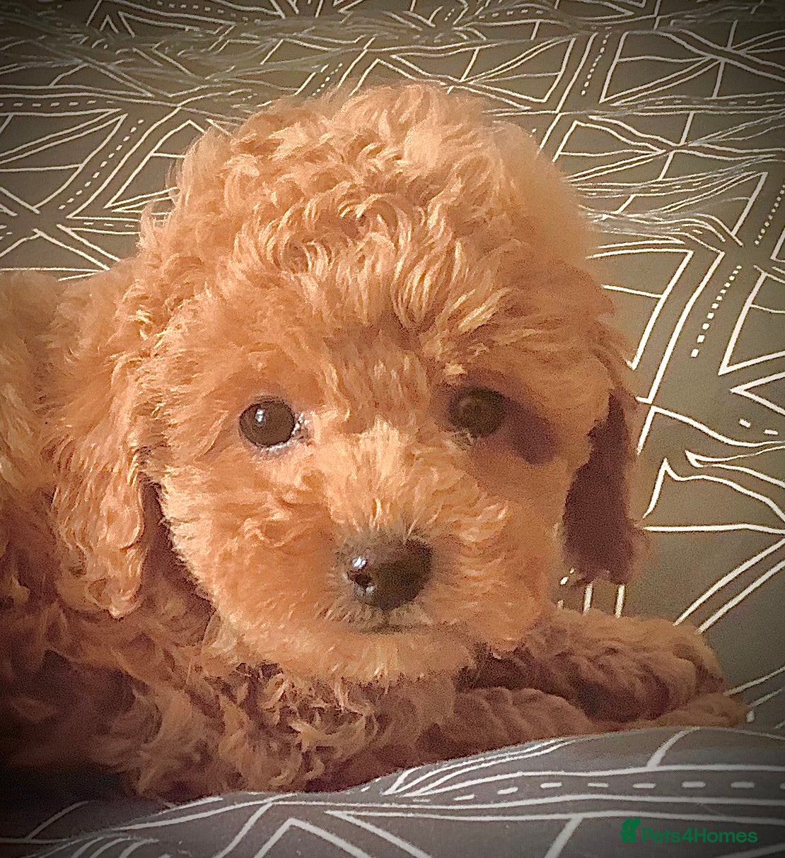 Toy Poodle dogs Tiny poodle puppies from Asian Lines Ready Now - Advert 4