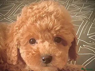 Toy Poodle dogs Tiny poodle puppies from Asian Lines Ready Now - Advert 4