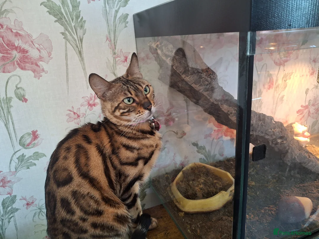 Bengal cats for sale: Female bengal  - Advert 1