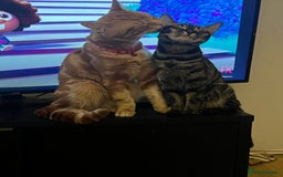 Bengal cats for sale: HALF BENGAL KITTENS FOR SALE  - Image 5