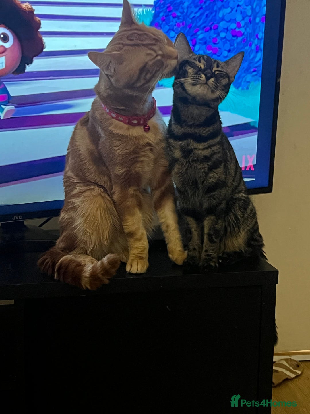 Bengal cats for sale: HALF BENGAL KITTENS FOR SALE  - Image 5