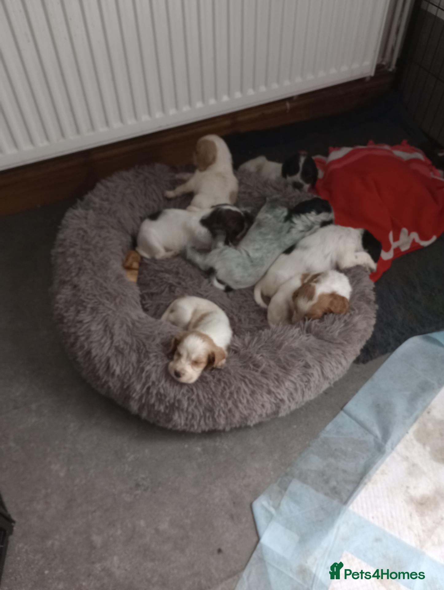 Cocker Spaniel dogs Working cocker spaniel puppies  - Advert 2