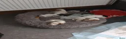 Cocker Spaniel dogs for sale: Working cocker spaniel puppies  - Advert 1