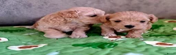 Maltipoo dogs for sale: F1 asian  **  Maltipoo  in Wellingborough - Advert 12