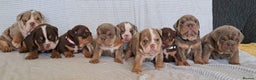 English Bulldog dogs for stud: Chocolate and tan stud includes 2 ai in Walsall - Advert 29