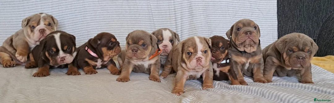 English Bulldog dogs for stud: Chocolate and tan stud includes 2 ai in Walsall - Advert 29
