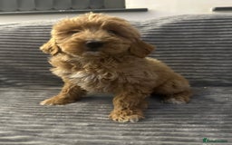 Goldendoodle dogs for sale: Adorable golden doodles - Image 18