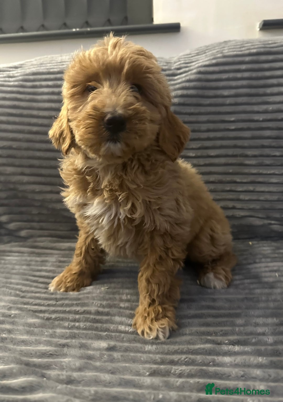 Goldendoodle dogs for sale: Adorable golden doodles - Image 18