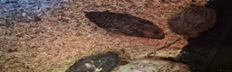 Quail poultry for sale: 5 week old quaild  in Eastleigh - Advert 5