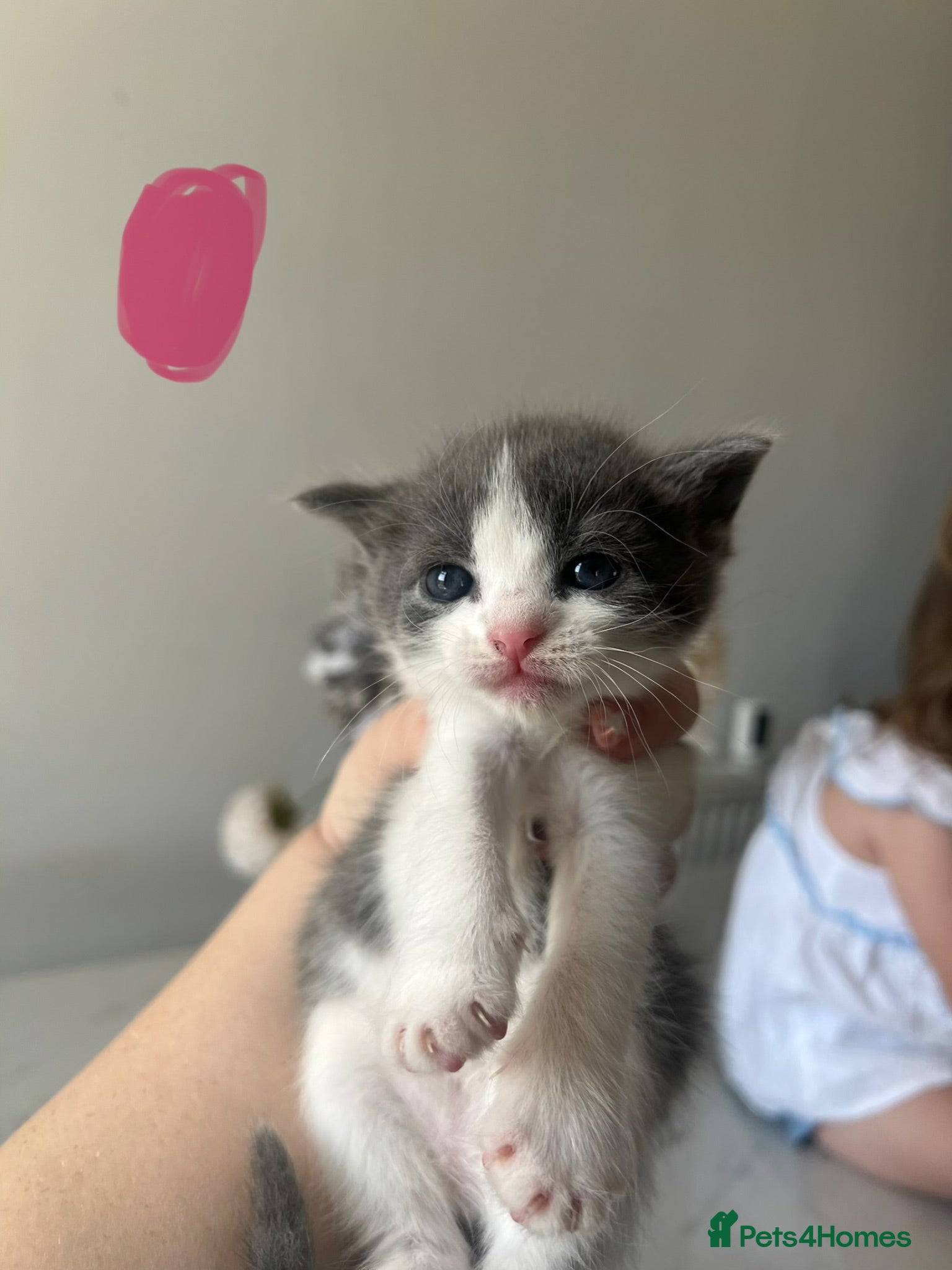 Mixed Breed cats 5 Gorgeous Kittens~Ready to be reserved  - Advert 5