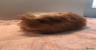 Guinea Pig rodents - Advert 2