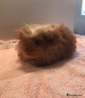Guinea Pig rodents - Advert 2