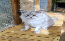 Maine Coon cats for sale: Beautiful NEUTERED boy  - Image 6