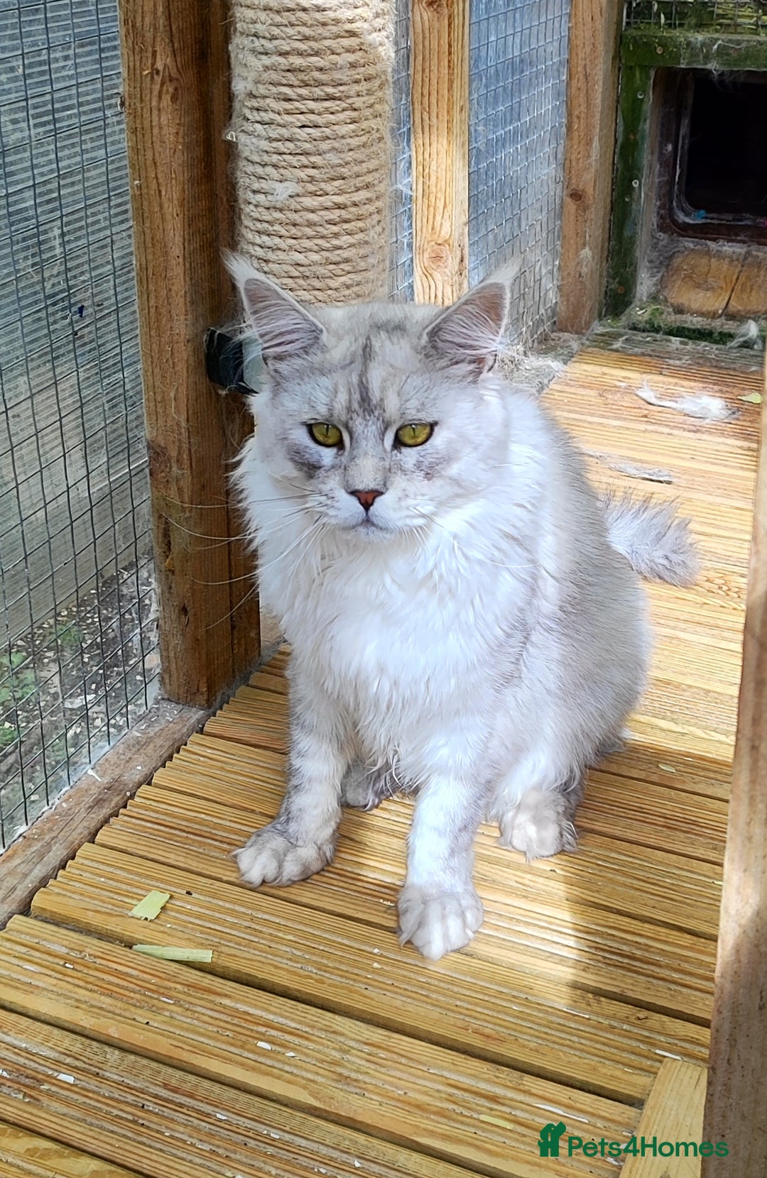 Maine Coon cats for sale: Beautiful NEUTERED boy  - Image 6