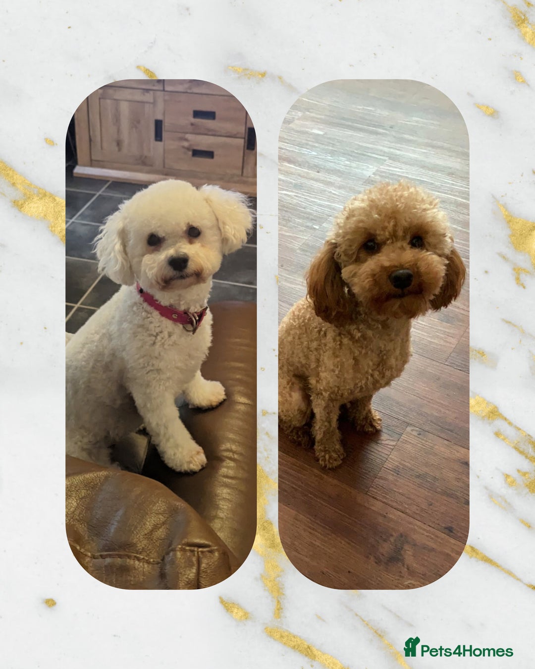 Poochon dogs for sale: Apricot poochons puppies  - Image 2
