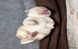 Labrador Retriever dogs for sale: 🖤 Labrador Puppies 💛 - Image 4