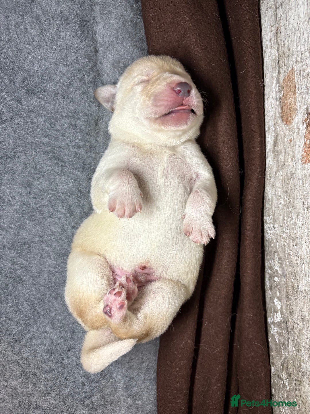 Labrador Retriever dogs for sale: 🖤 Labrador Puppies 💛 - Image 4