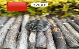 Hamster rodents for sale: Dwarf winter white russian hamsters. Sheffield. - Image 7