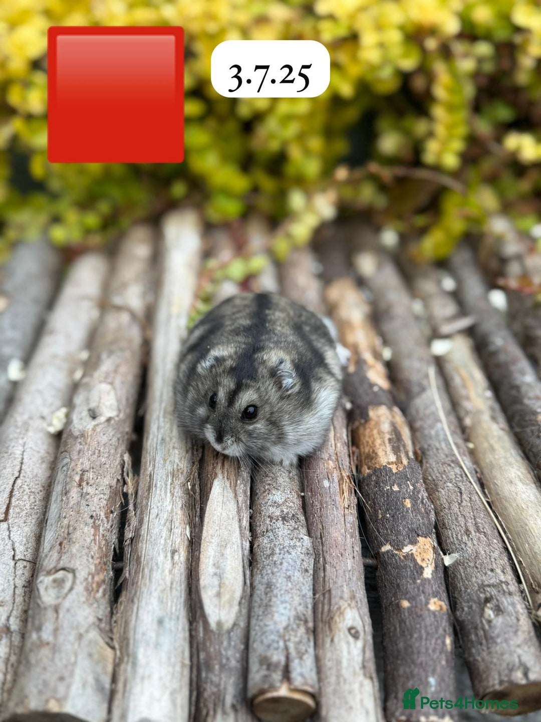 Hamster rodents for sale: Dwarf winter white russian hamsters. Sheffield. - Image 7