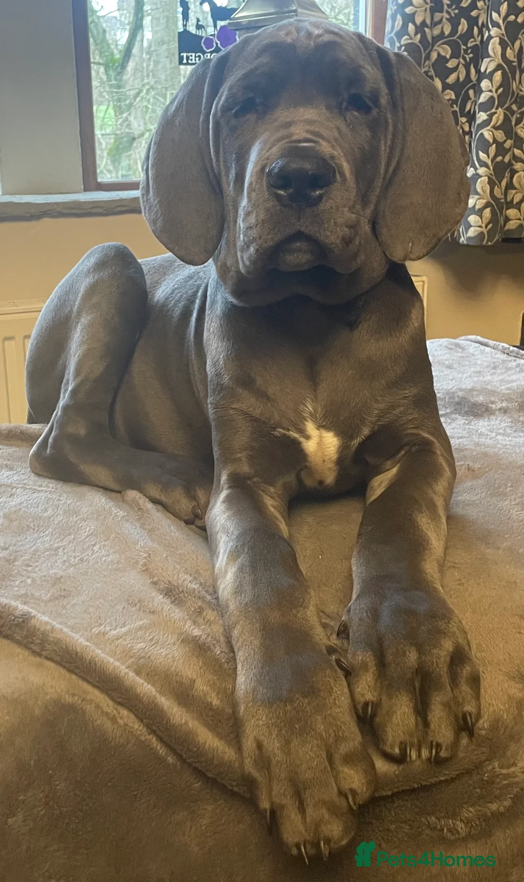 Mixed Breed dogs for sale: STUNNING MASTIFF/GREAT DANE PUPPIES - Advert 11