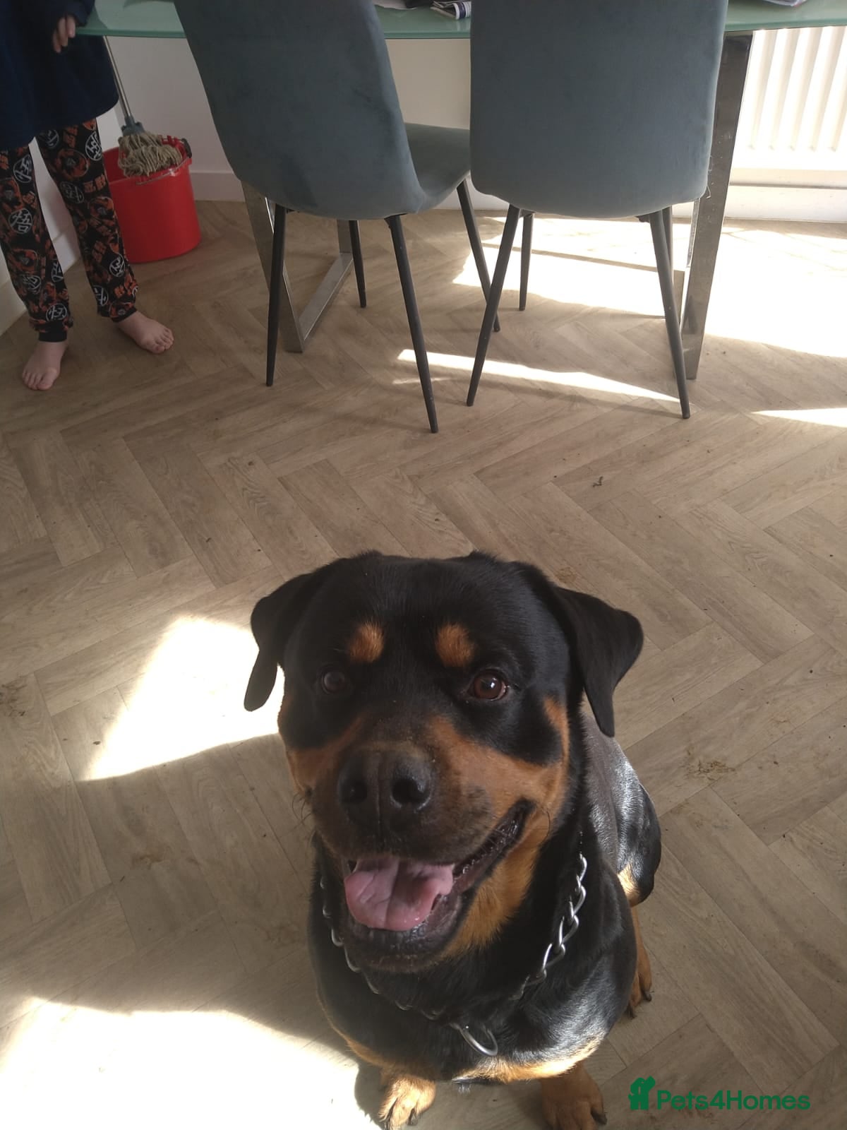 Rottweiler dogs Rehome - Advert 10