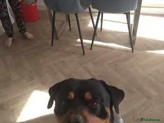 Rottweiler dogs Rehome - Advert 10