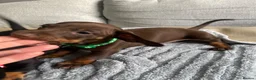 Dachshund dogs for sale: Mini Dachshunds puppies for sale  in Thornton Heath - Advert 4
