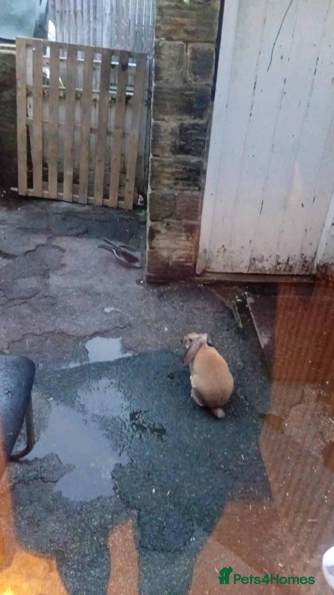 Mixed Breed rabbits for sale: Very frienldy rabbit  - Advert 1