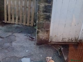 Mixed Breed rabbits Very frienldy rabbit - Advert 5