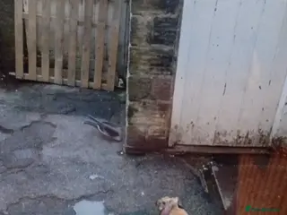 Mixed Breed rabbits Very frienldy rabbit - Advert 12