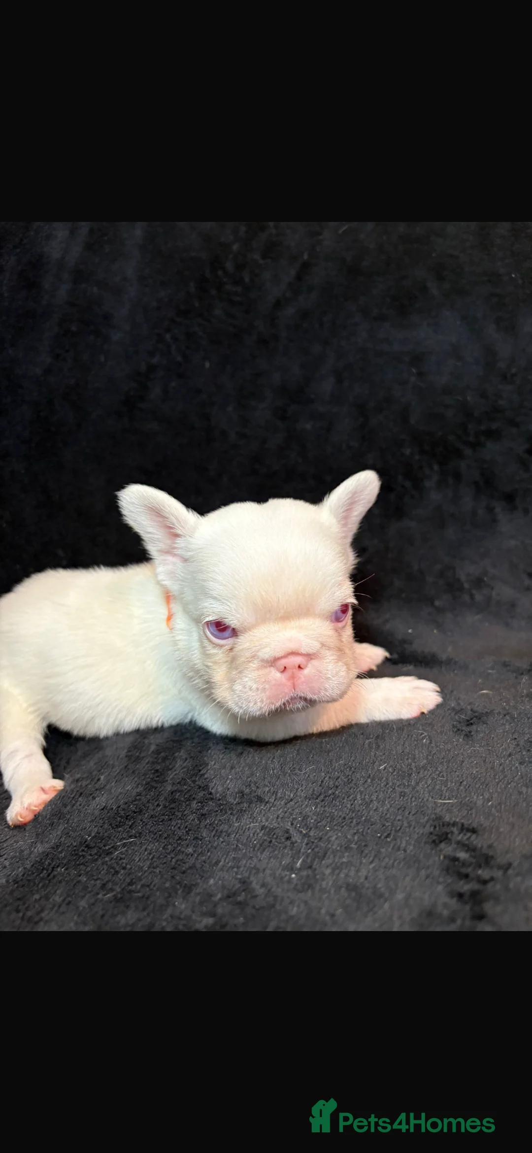 French Bulldog dogs for sale: French Bulldogs - Advert 2