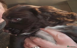 Cocker Spaniel dogs for sale: KC REGISTERED COCKER SPANIEL WORKING LINE PUPS  - Image 6