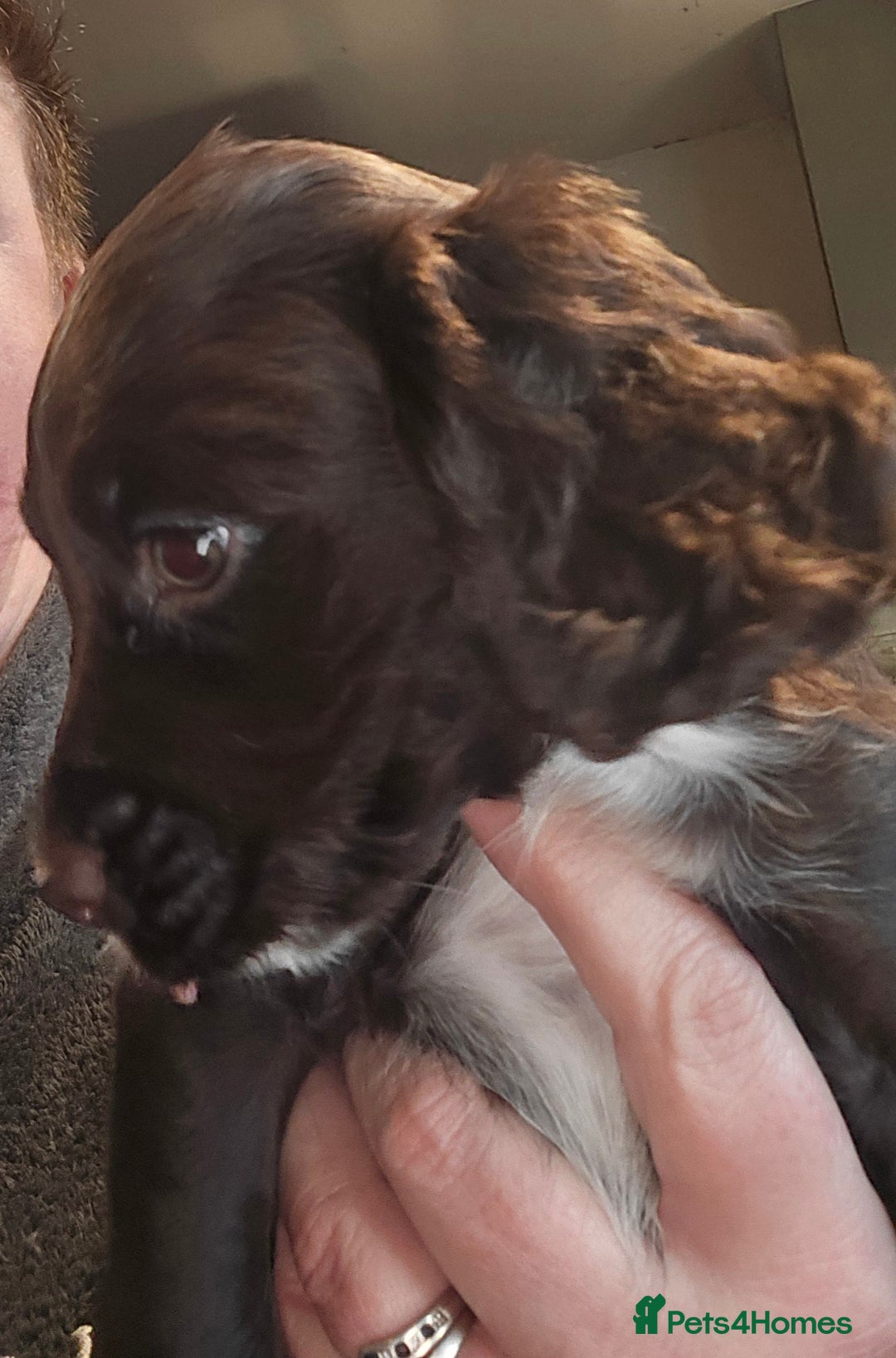 Cocker Spaniel dogs for sale: KC REGISTERED COCKER SPANIEL WORKING LINE PUPS  - Image 6