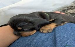 Dachshund dogs for sale: 🐾 Standard Dachshund Puppies-Absolutely perfect🐾 - Image 9