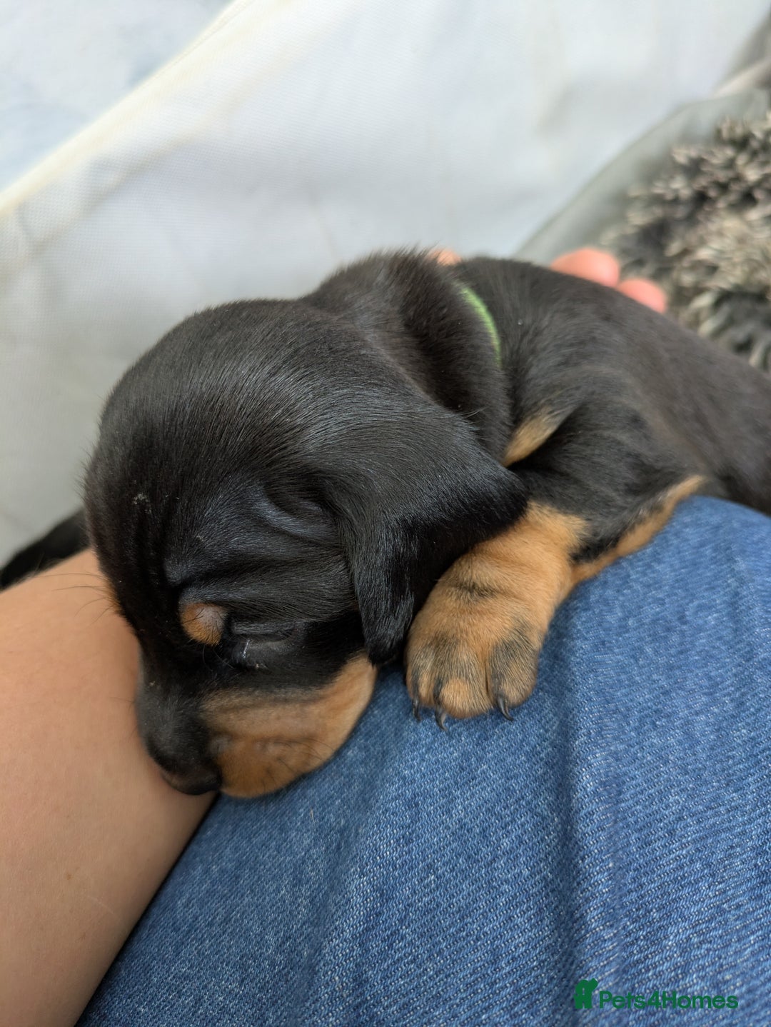 Dachshund dogs for sale: 🐾 Standard Dachshund Puppies-Absolutely perfect🐾 - Image 9