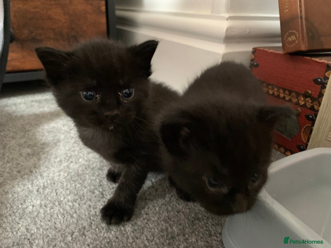 Mixed Breed cats for sale: Black Mixed Breed Kittens - Image 11