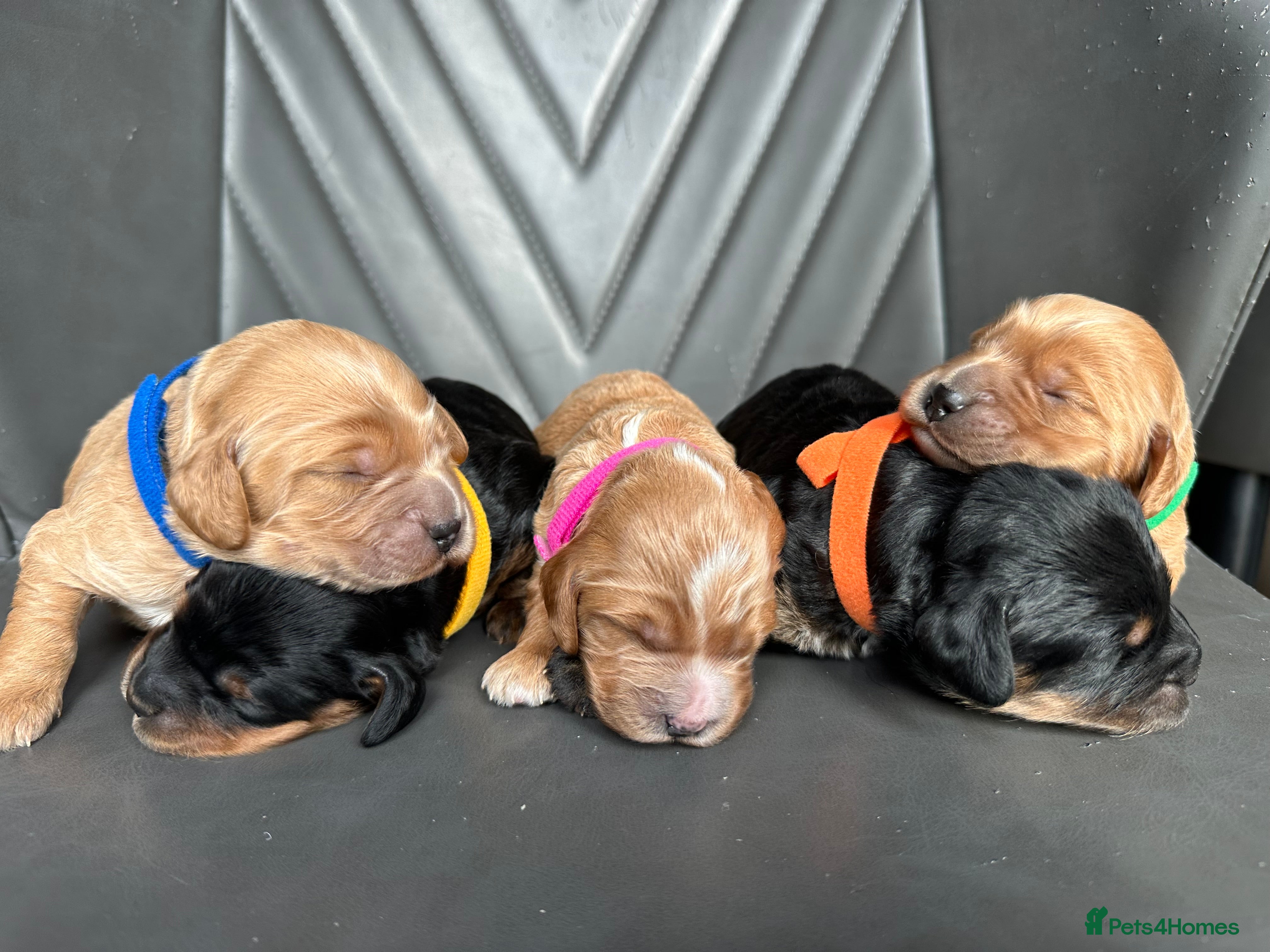 Cockapoo dogs 🌟 Stunning F1 Cockapoo Puppies 🌟  - Advert 1