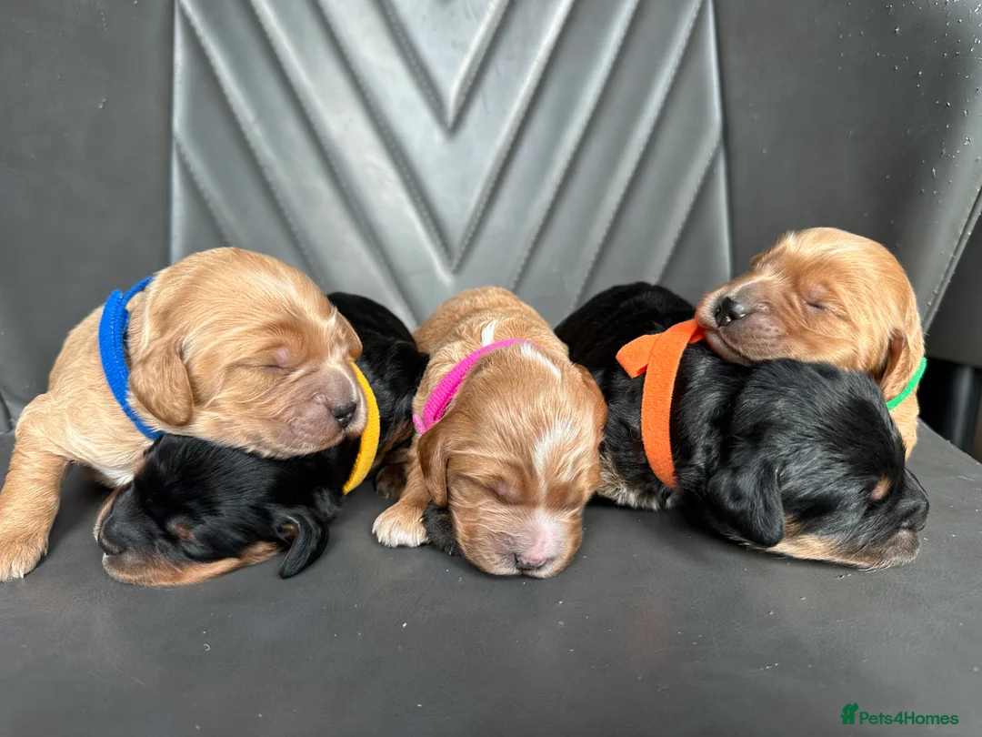 Cockapoo dogs for sale: 🌟 Stunning F1 Cockapoo Puppies 🌟  - Advert 1