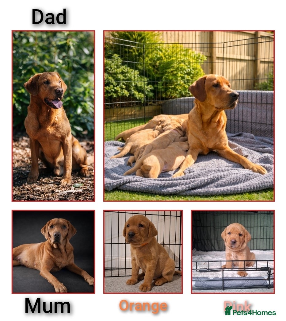 Labrador Retriever dogs Red fox Labrador puppies. 2 girls available  - Advert 2