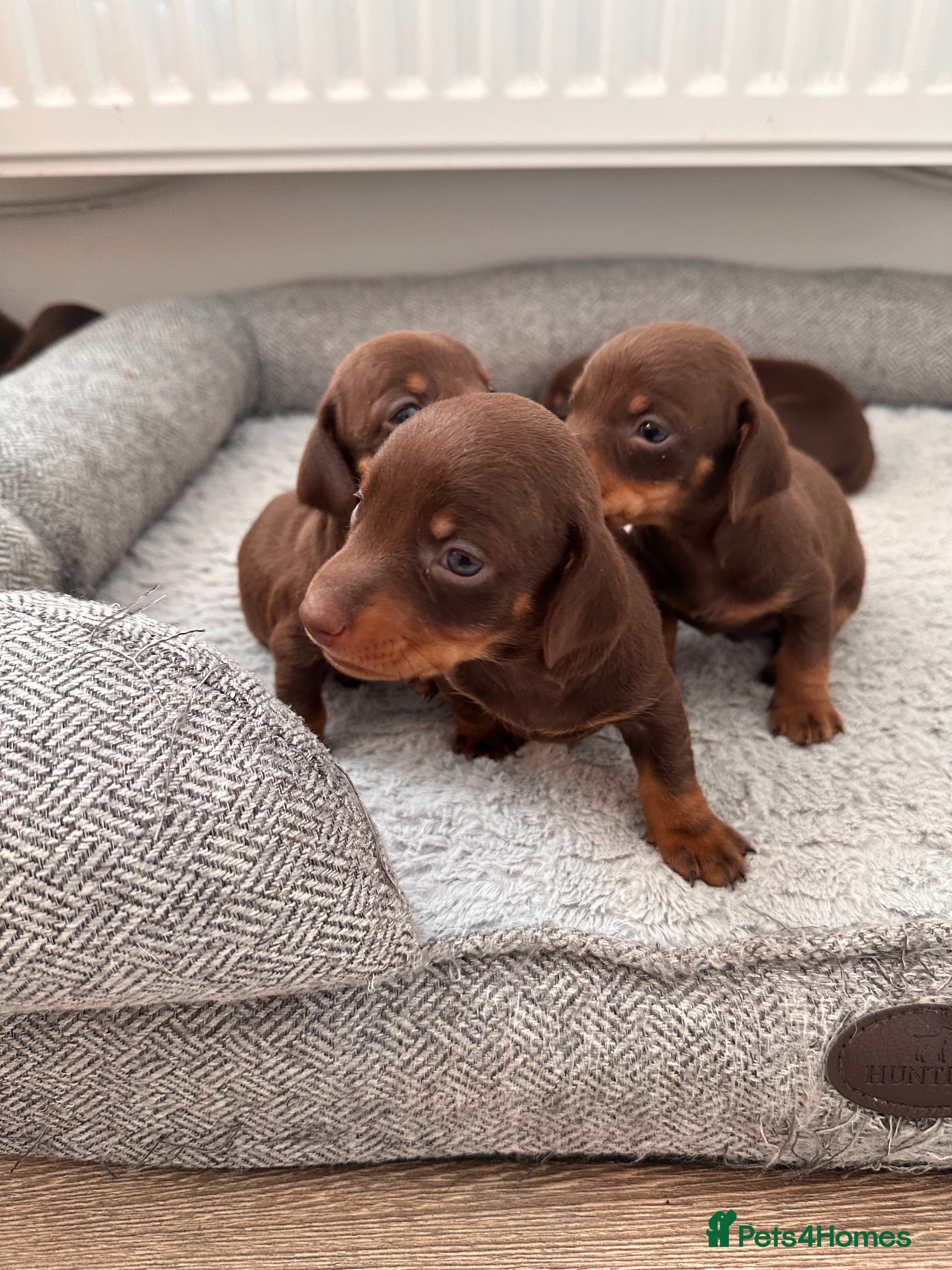Miniature Dachshund dogs 5TH GENERATION PEDIGREE MINIATURE DACHSHUND  - Advert 1