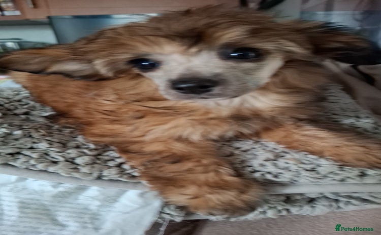 Mixed Breed dogs - Advert 1
