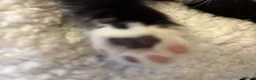 Mixed Breed cats for sale: Beautiful tuxedo kittens  - Advert 21