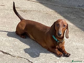 Dachshund dogs QUALITY KC REG STANDARD SMOOTH DACHSHUND in Lancaster - Advert 2