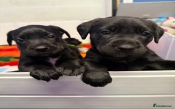 Labrador Retriever dogs for sale: Black pedigree Labradors only 3 girls available  - Image 3