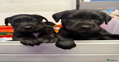 Labrador Retriever dogs - Advert 12